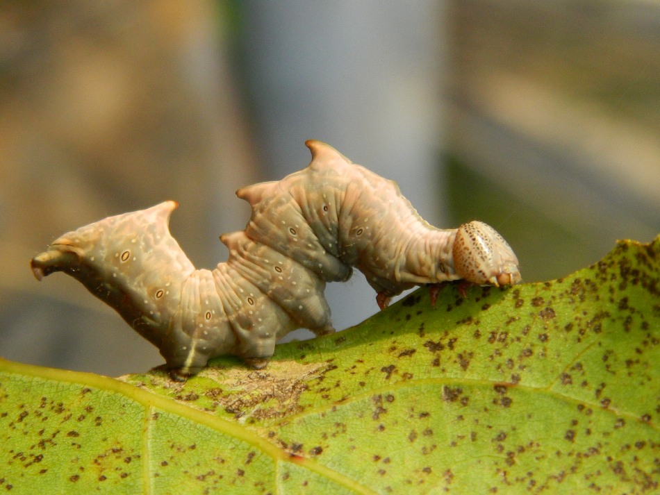 Ciclo vitale di Notodonta tritophus, Notodontidae